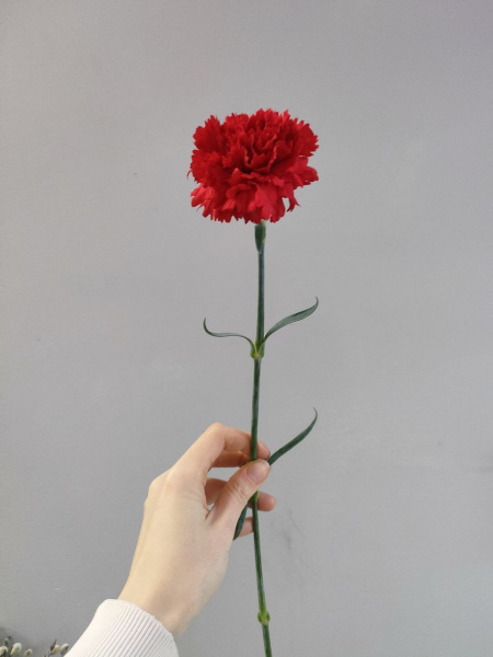 Красная гвоздика